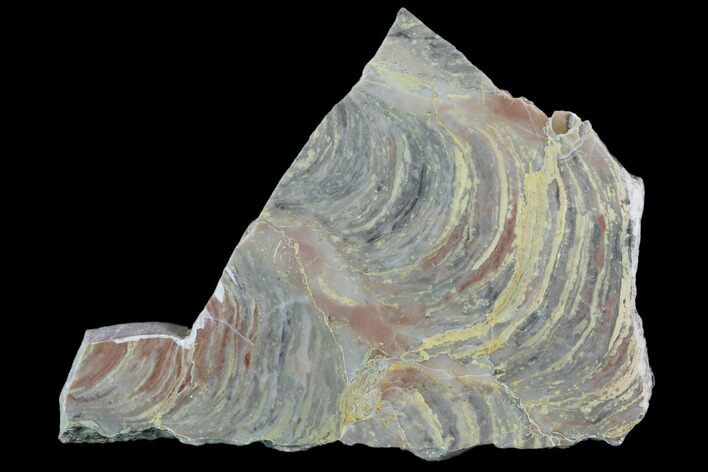 Polished Stromatolite From Russia - Million Years #102021